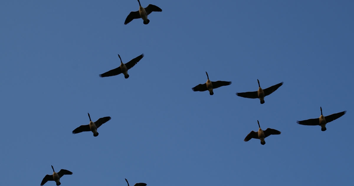 Santé. Grippe aviaire : plusieurs oiseaux morts découverts en Alsace