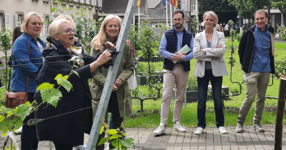Rozwój. Ogród ratusza w Miluzie przechodzi metamorfozę
