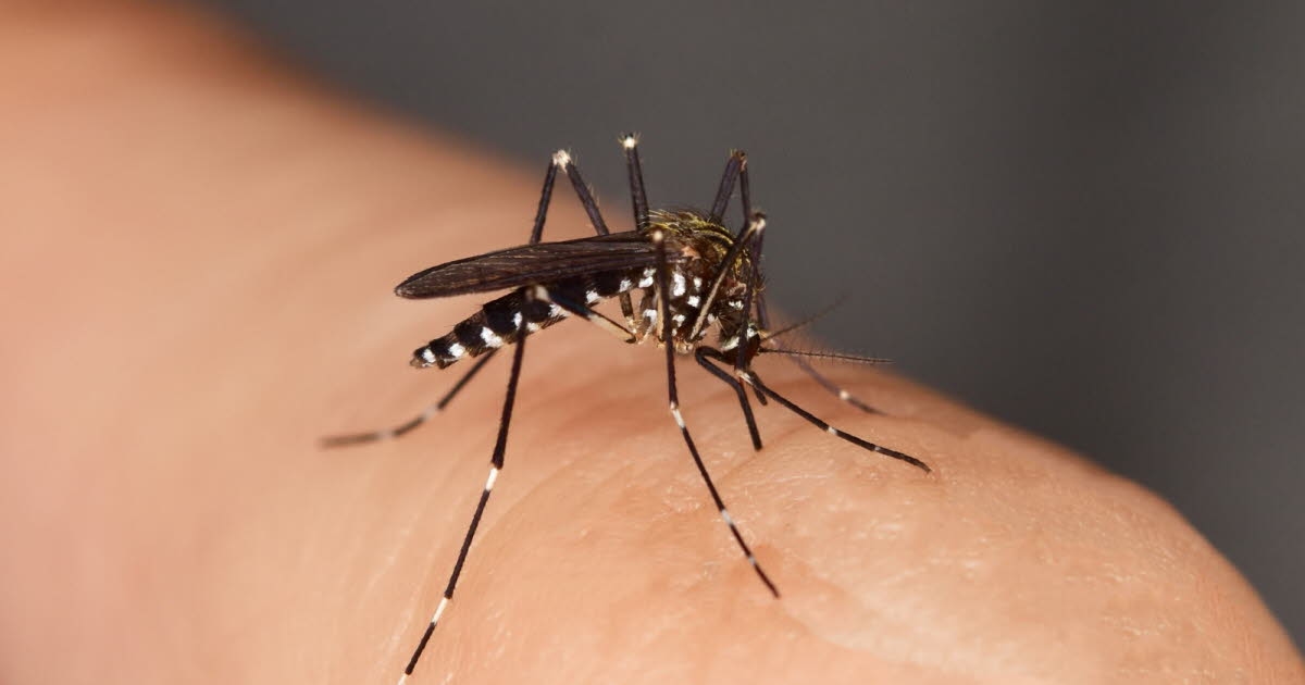 Gesundheit. Chikungunya: Erster einheimischer Fall im französischen Mutterland entdeckt