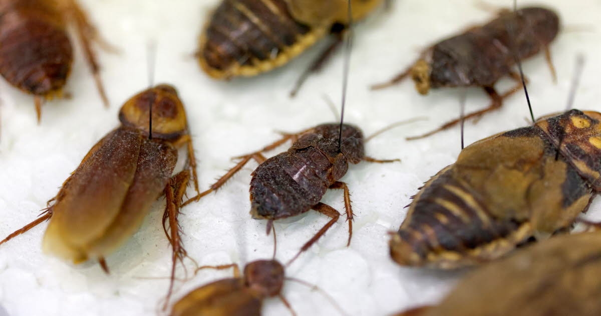 North. “A real hell”: a Lille hospital invaded by cockroaches?