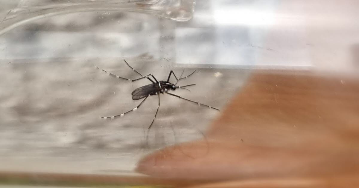 Bajo Rin. Operación de control de mosquitos en Estrasburgo y Truchtersheim tras el descubrimiento de un caso de Zika.