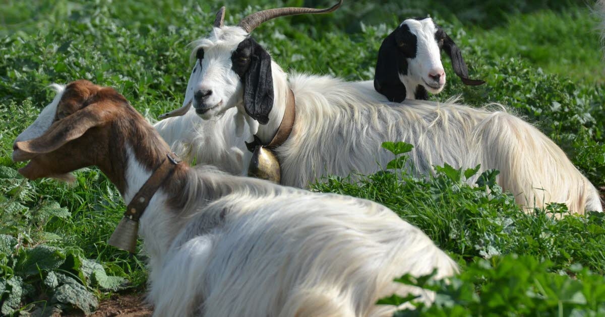 Health. Tick-borne encephalitis: the worrying contamination from raw milk cheese confirmed