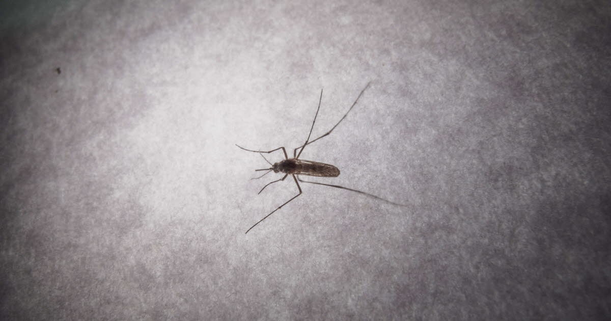 Gesundheit. Chikungunya: 12 Übertragungs-Hotspots auf dem französischen Festland identifiziert, insgesamt 31 Fälle