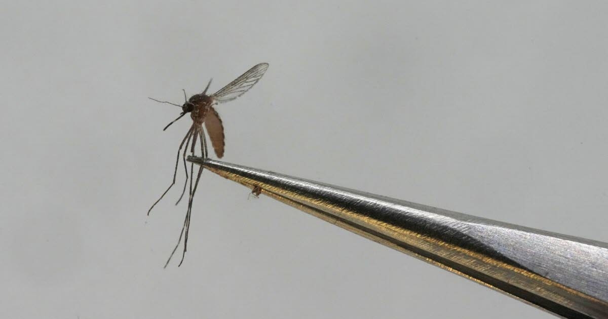 Calentamiento global. Dengue y chikungunya, ¿serán pronto enfermedades comunes en Europa?