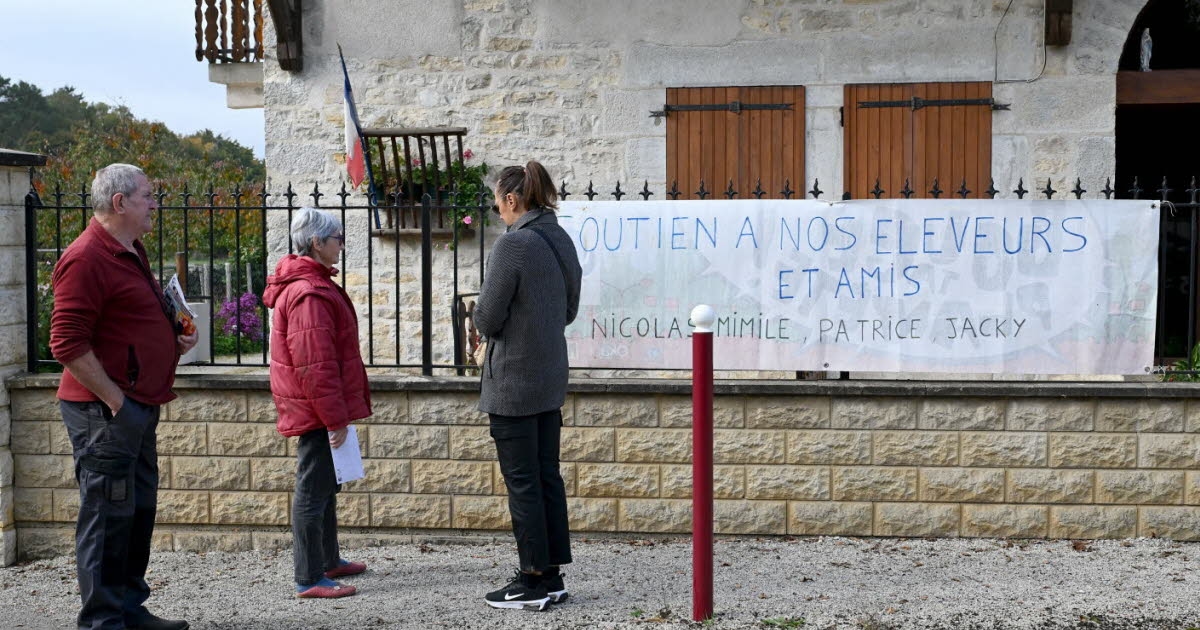 Jura. 184 bovinos abatidos em Écleux: “É a alma da aldeia que desapareceu”