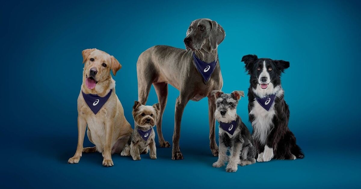 Siete de cada 10 dueños de perros dicen que sus mascotas son su principal motivación para hacer ejercicio.