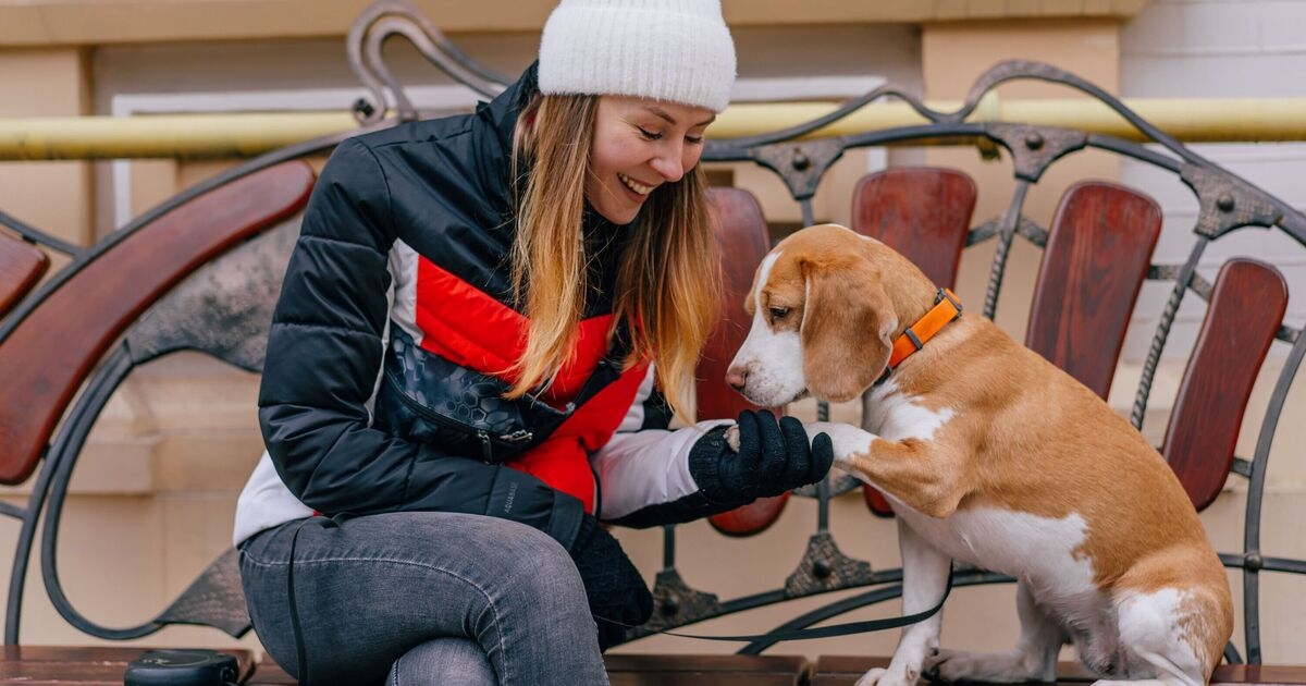 Your dog is saying something specific if they paw at you