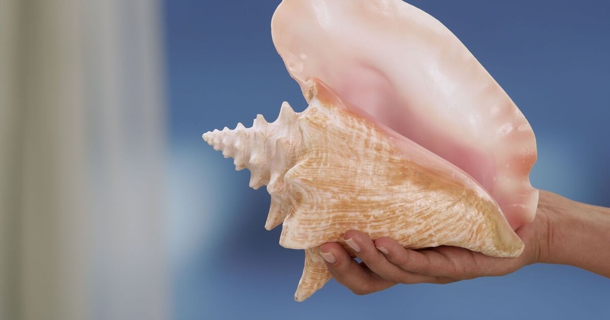 Come soffiare in una conchiglia può aiutarti a dormire meglio