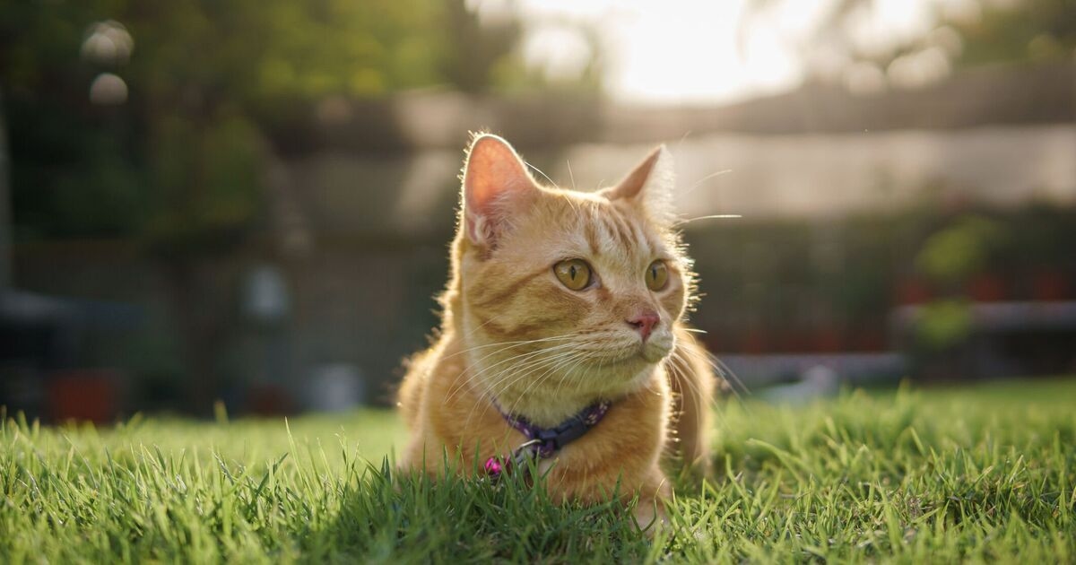 Los gatos con demencia podrían ser "clave" para tratar a los humanos con la enfermedad