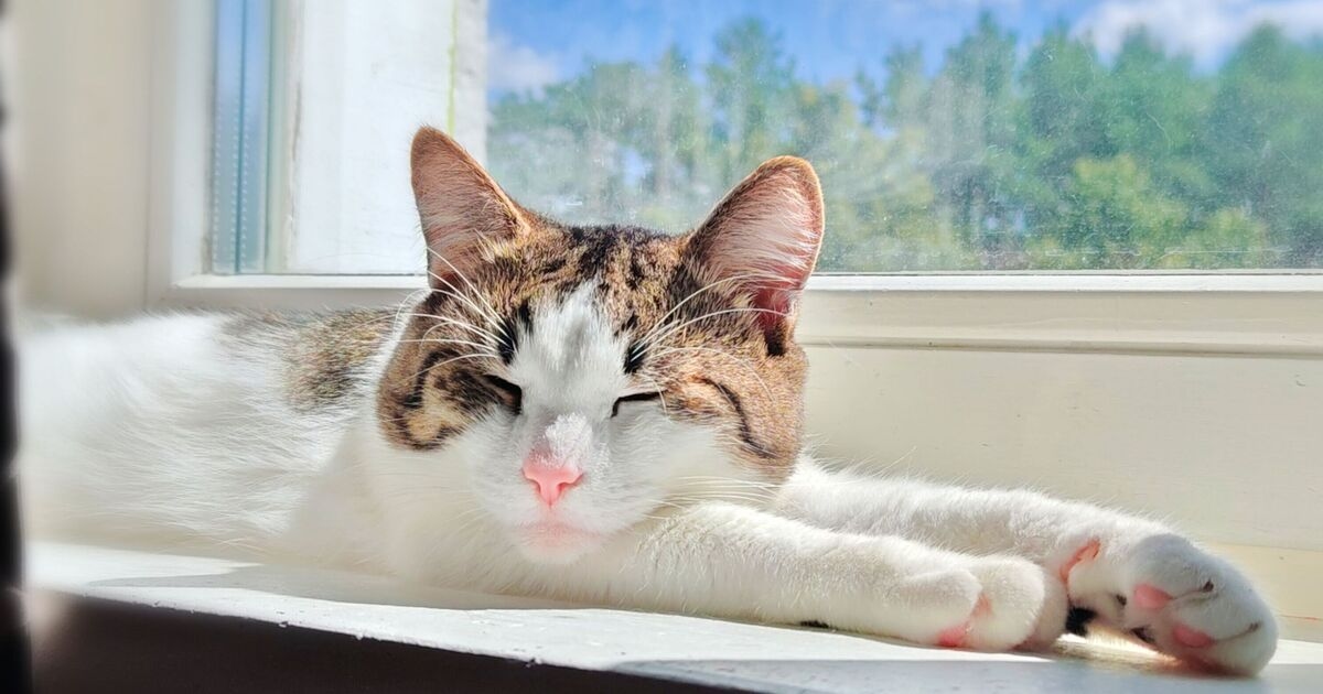 Warning for cat owners who have this 'toxic' plant in their house