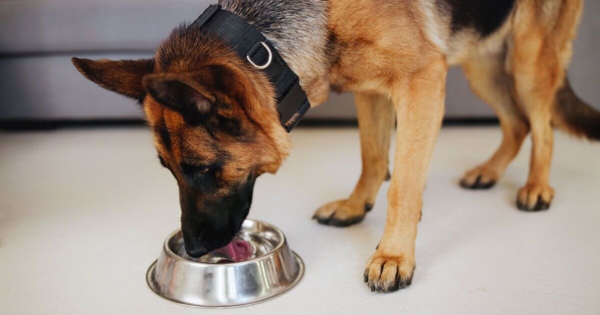 Vet says changing how often you feed your dog could have major benefits