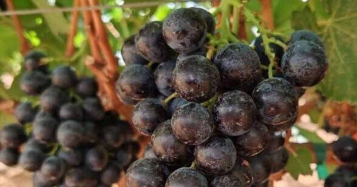 Ernährungsberaterin: Neue „Superfrucht“ in Großbritannien „unterstützt Gewichtsverlust“