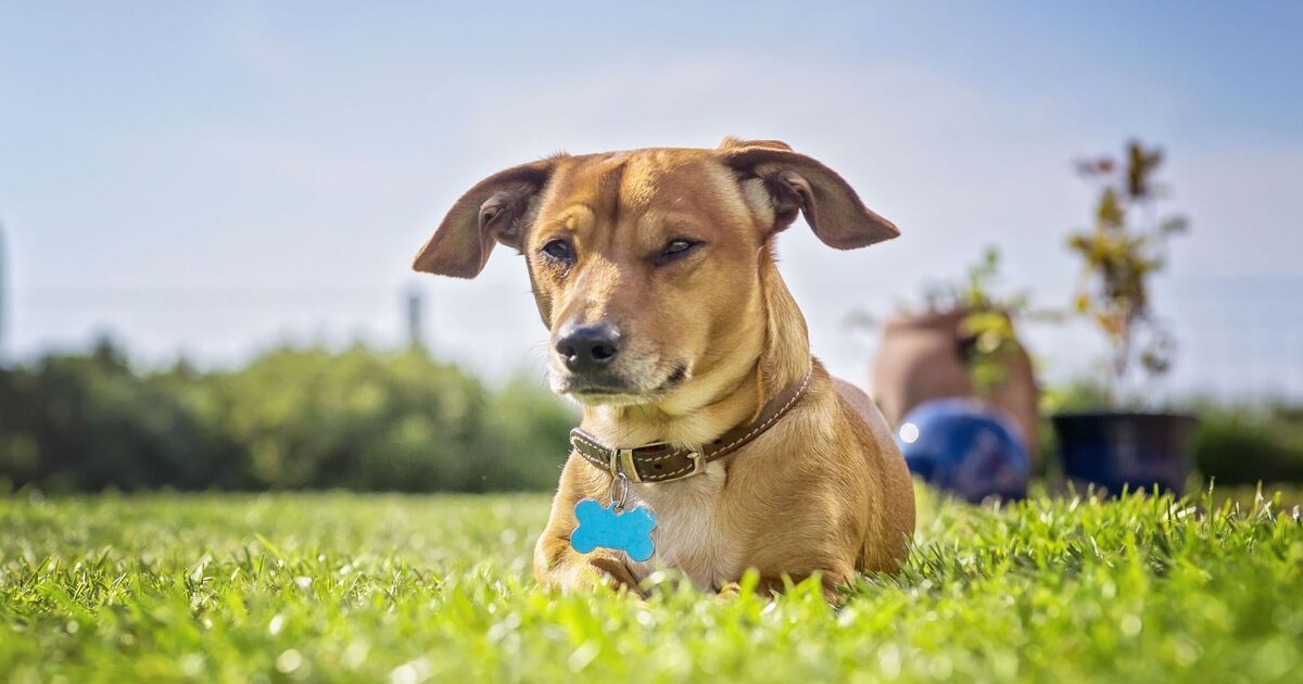 Protect your pets during hot weather with simple 'five second rule'