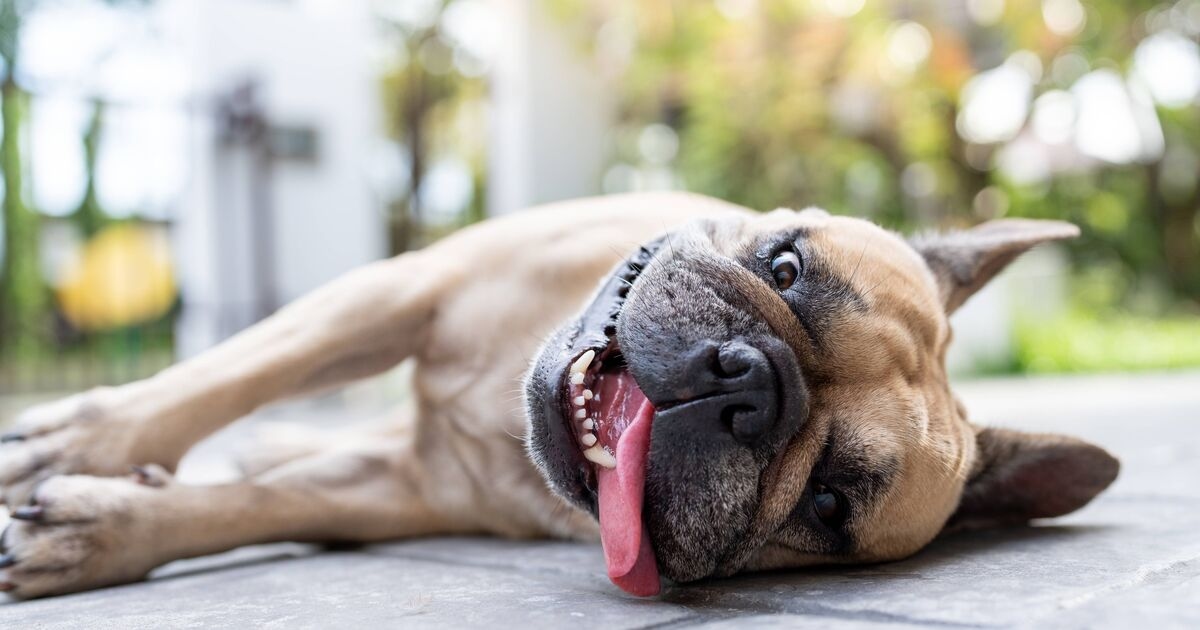 3 Dinge, die Sie vermeiden sollten, wenn Sie glauben, Ihr Hund hätte einen Hitzschlag