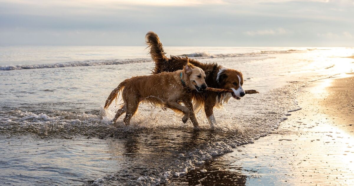 Experto recomienda llamar al veterinario si detecta estos siete síntomas en perros