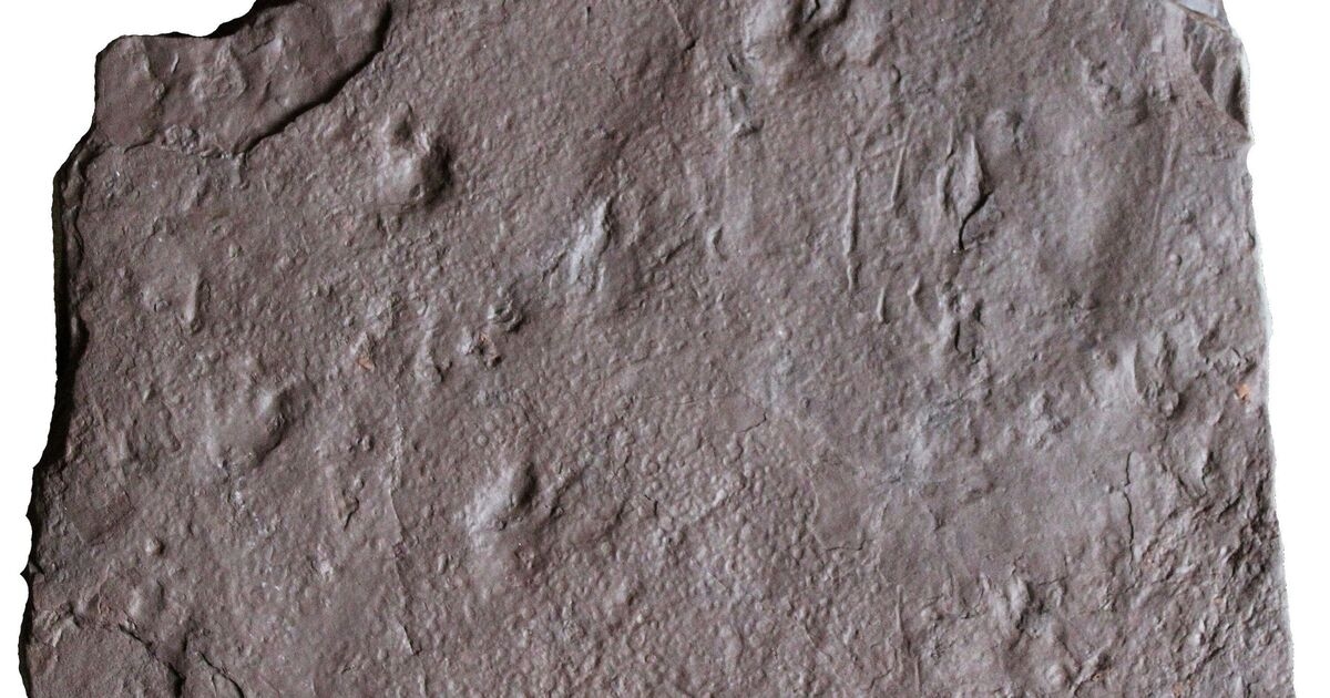 Bombshell discovery of 'earliest footprints ever' completely rewrites theory of evolution