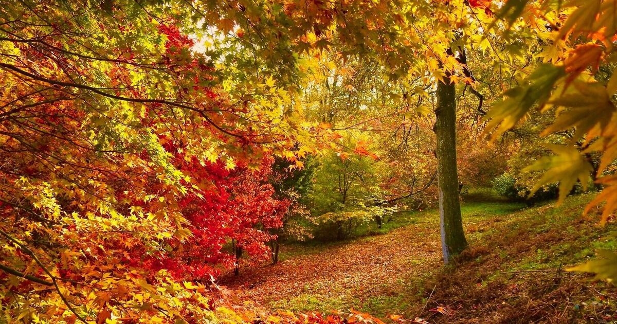 El "mejor lugar del Reino Unido para un paseo otoñal" tiene un hermoso bosque y menos probabilidades de lluvia.