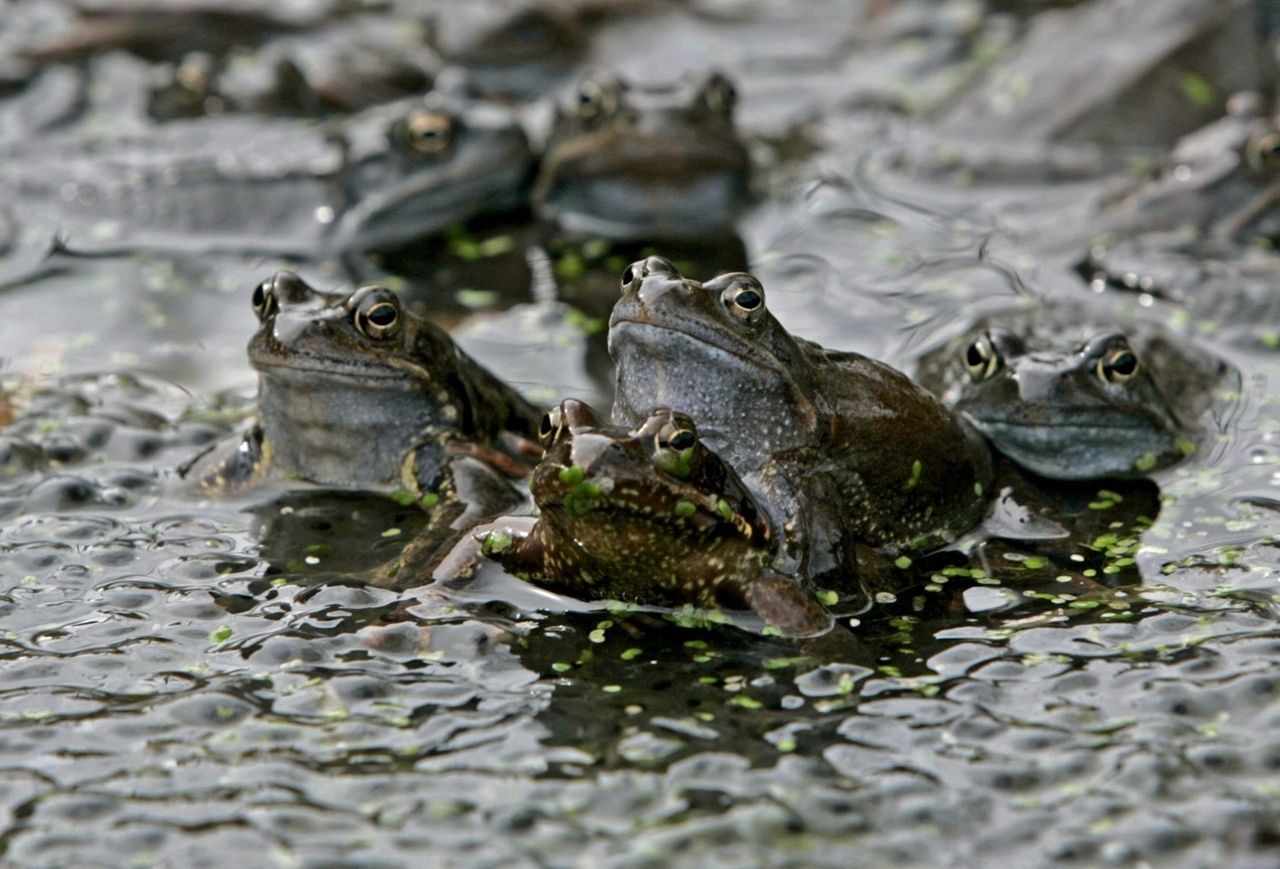 An Austrian must pay up to 30,000 euros for the croaking of frogs in his pond.