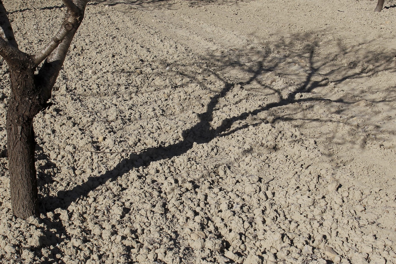 Lo sfruttamento eccessivo delle acque e il cambiamento climatico stanno causando la desertificazione in Spagna.