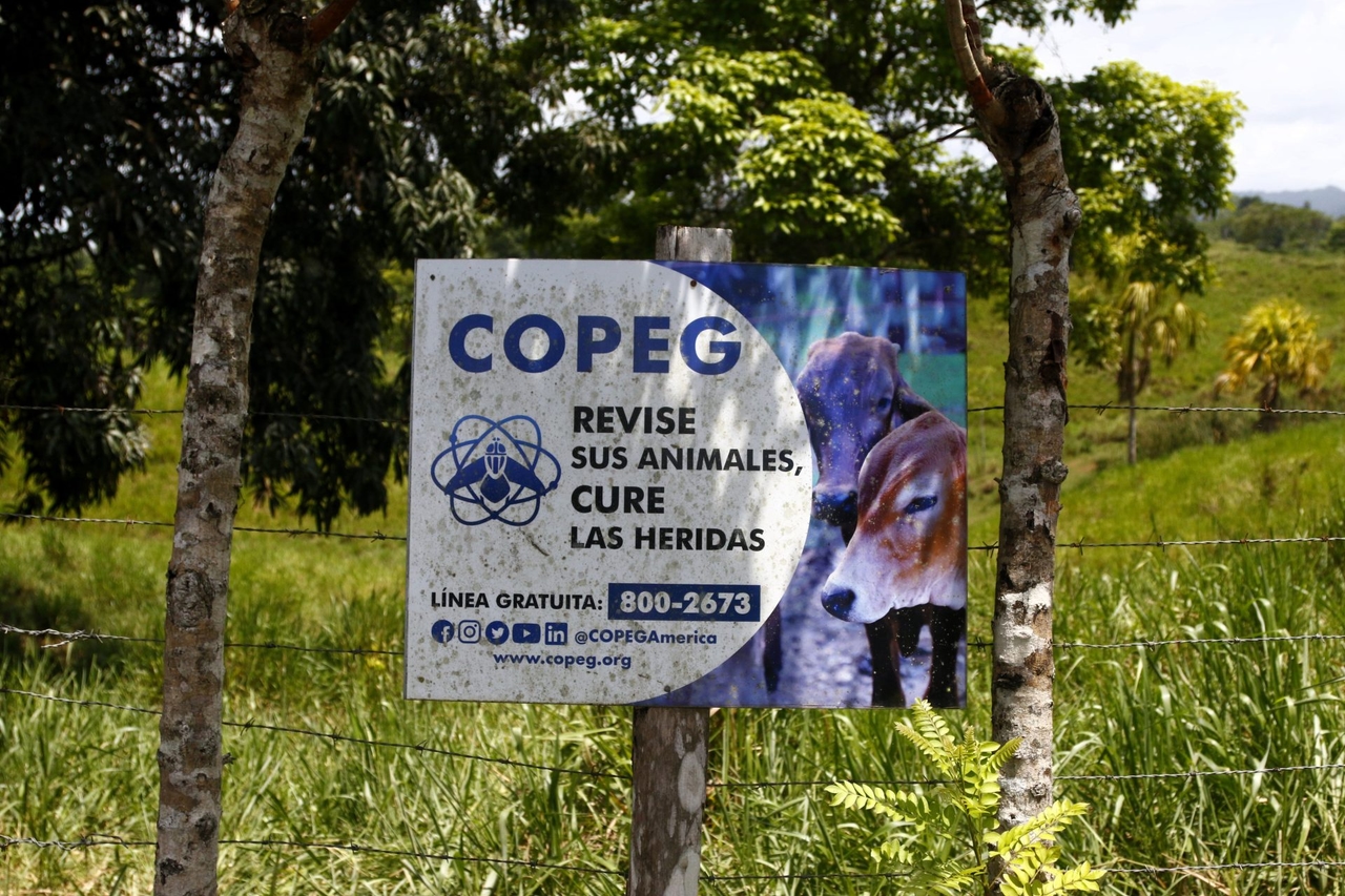 La lotta per riprendere il controllo del verme della vite senza fine dopo aver infranto la barriera che lo teneva prigioniero a Panama