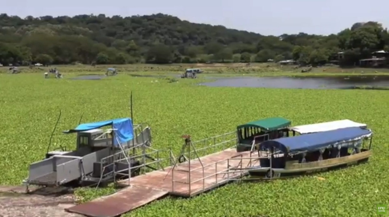 Crisis en el Lago Suchitlán, donde la lechuga de agua cubre casi todo y golpea el turismo y la pesca