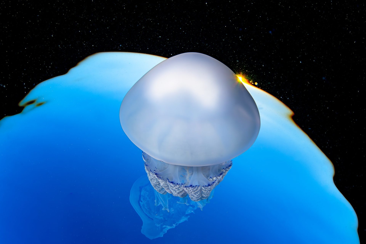 Zdjęcie meduzy zapewnia Toniemu Bertranowi nagrodę Ocean Photographer of the Year 2025.
