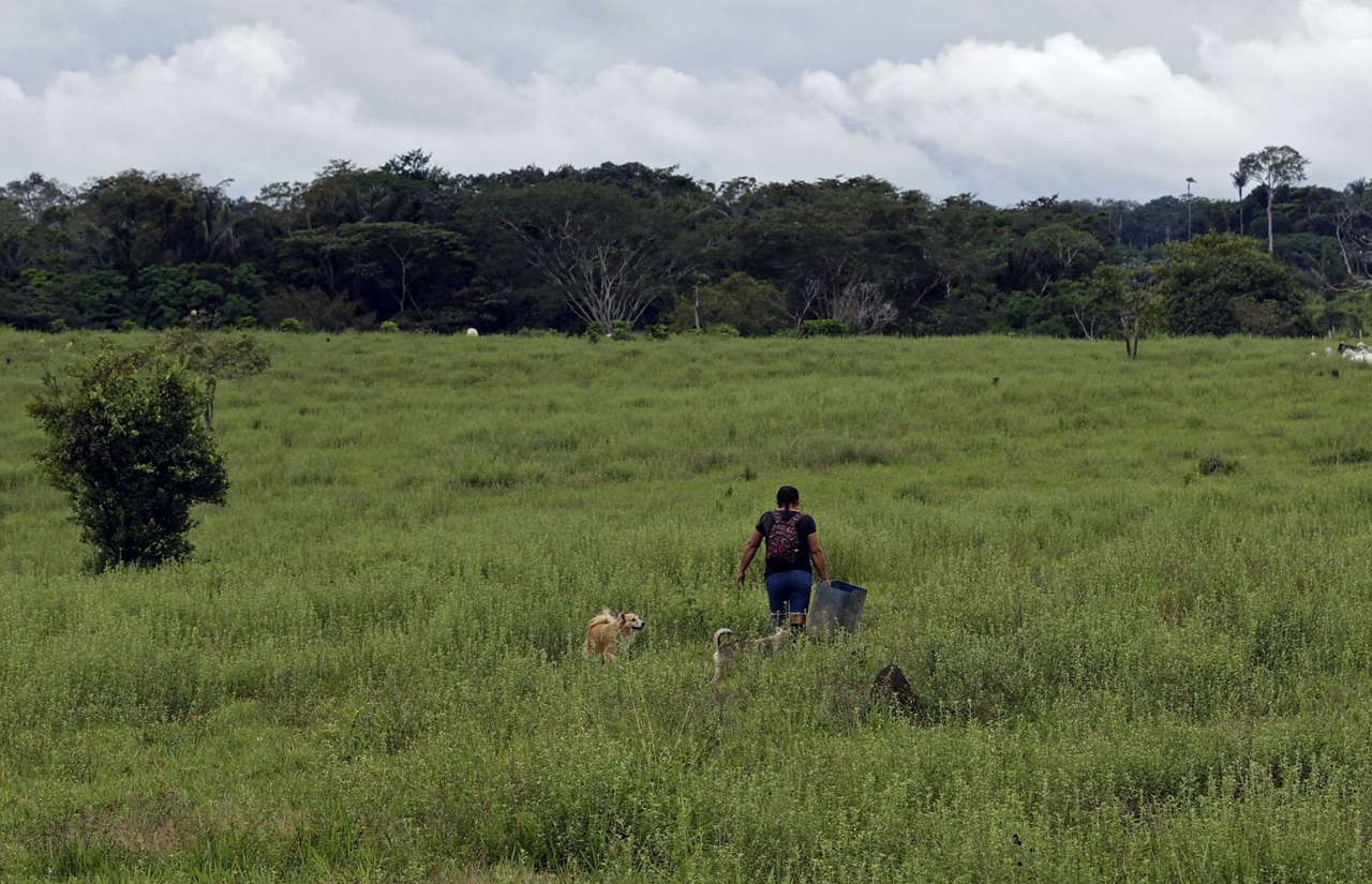 Em 2024, 8,1 milhões de hectares de floresta foram desmatados em todo o mundo, de acordo com um relatório.