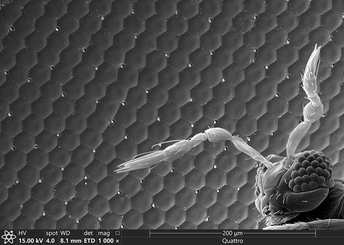 Erstes vollständiges 3D-Modell eines Insektenauges erstellt