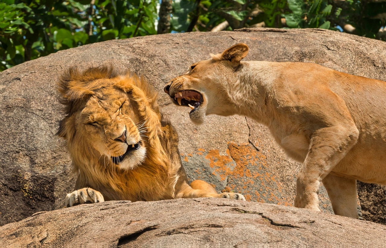 Zoo Asks Visitors to Donate Their Pets to Feed the Carnivores, Gets Fed to the Lions on Social Media