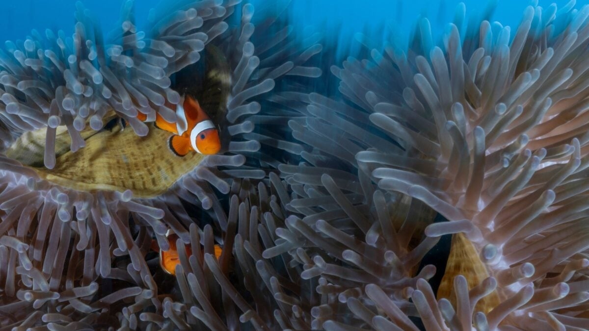 Do You Know Where Aquarium Fish Come From? The Answer Might Shock You