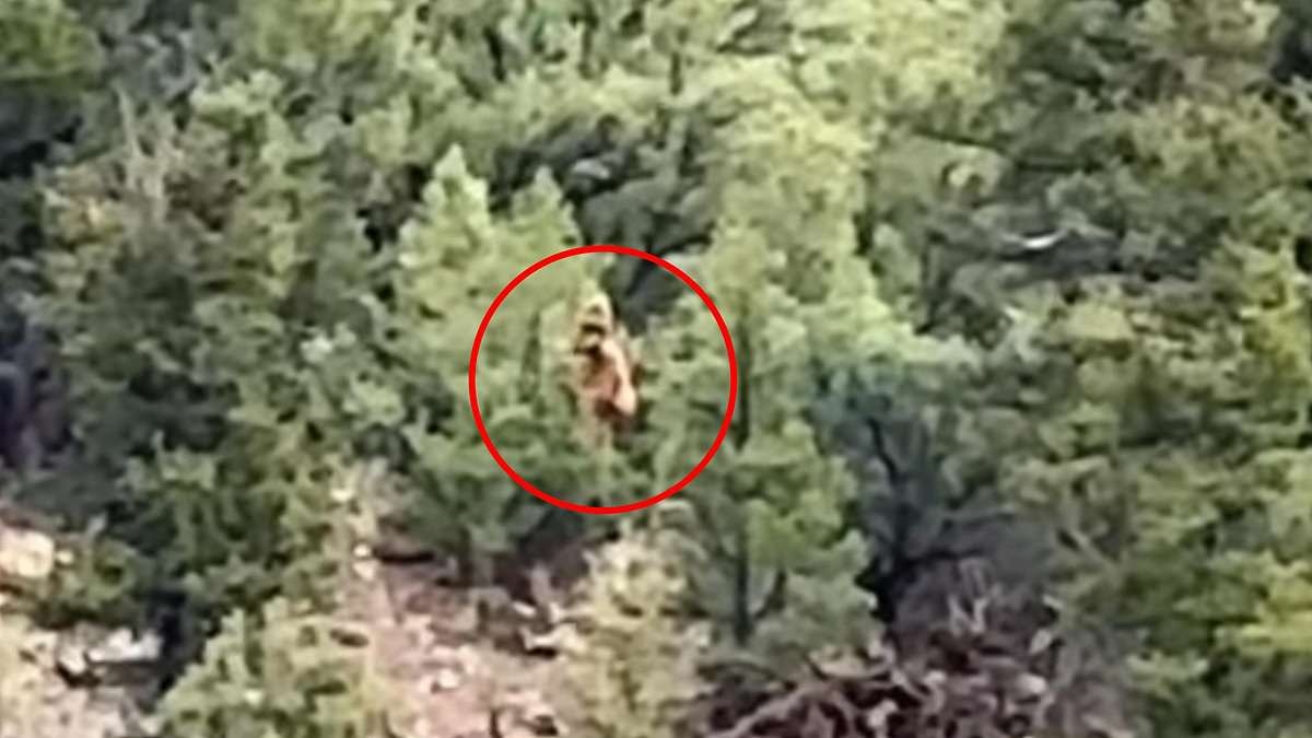 Shocking video claims to capture Bigfoot lurking in Colorado woods