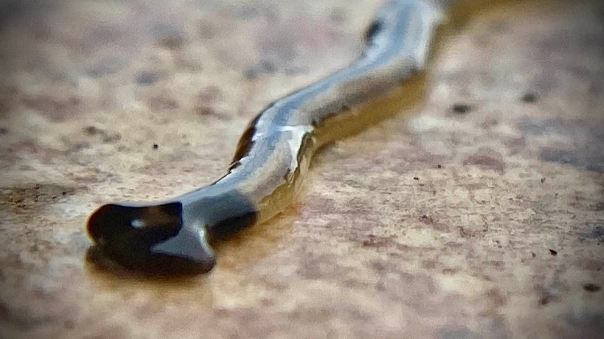 Flesh-eating 'demonic' worms that could irritate human skin invade major US city
