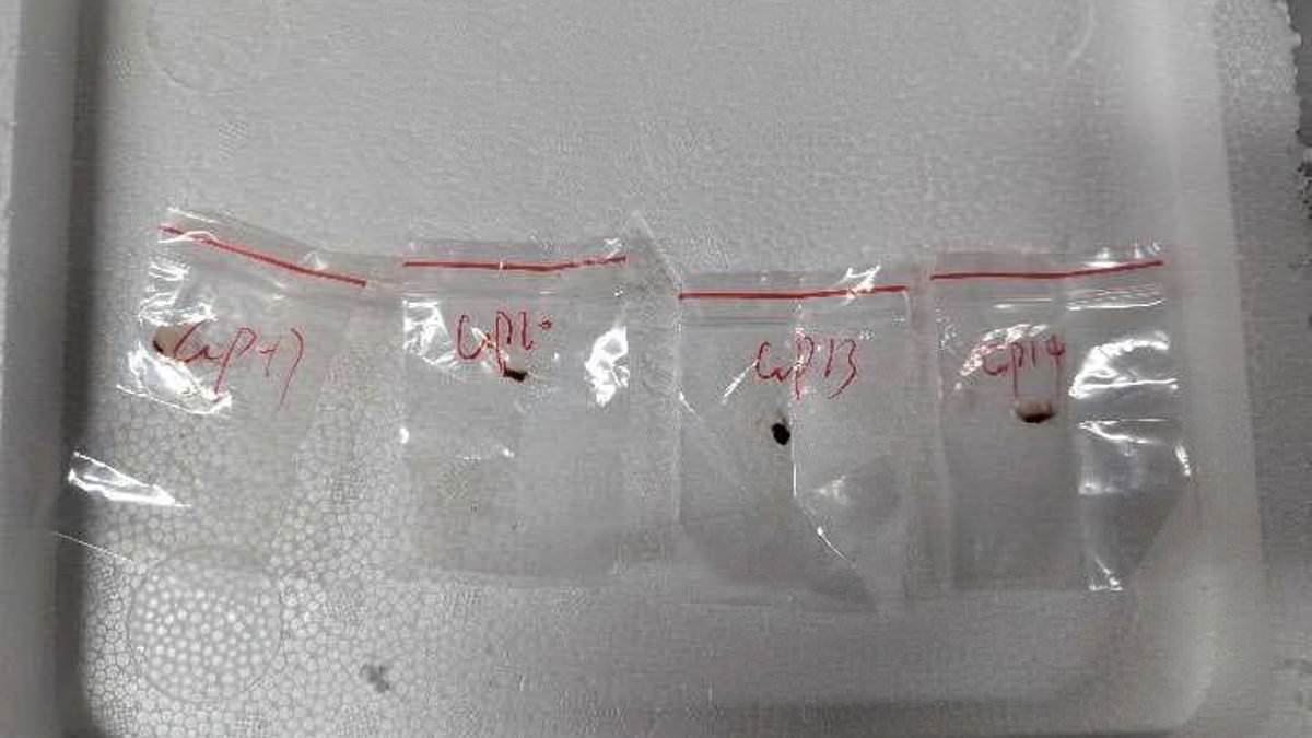 Alerta urgente emitido sobre fungos perigosos contrabandeados para os EUA por cidadãos chineses