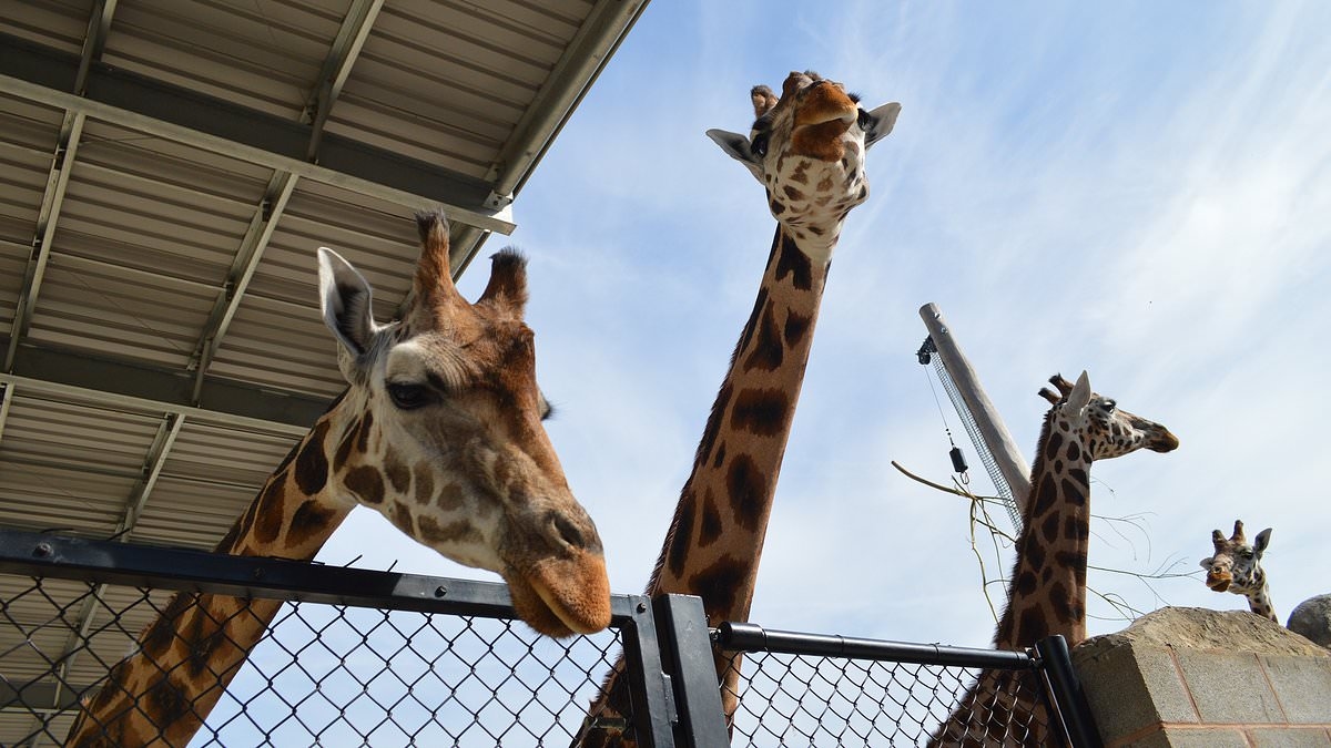 I stayed in a safari lodge surrounded by giraffes - and didn't have to leave the UK