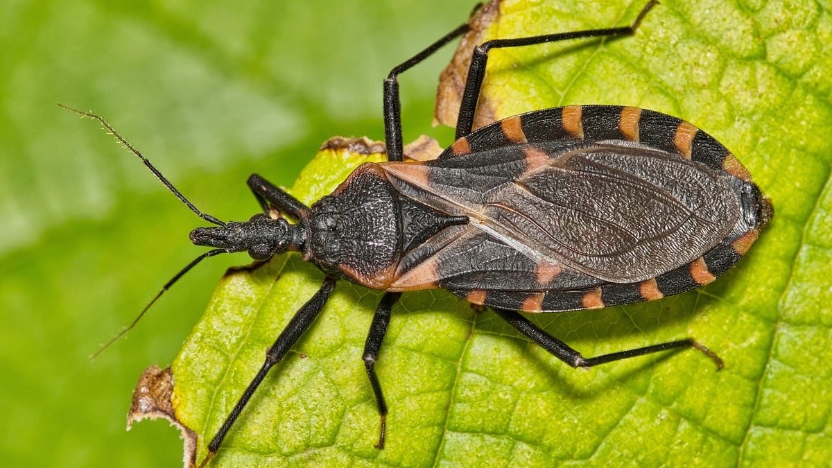 Especialistas dizem que infestações mortais de 'barbeiros' da América Latina agora são ENDÊMICAS em pelo menos 32 estados