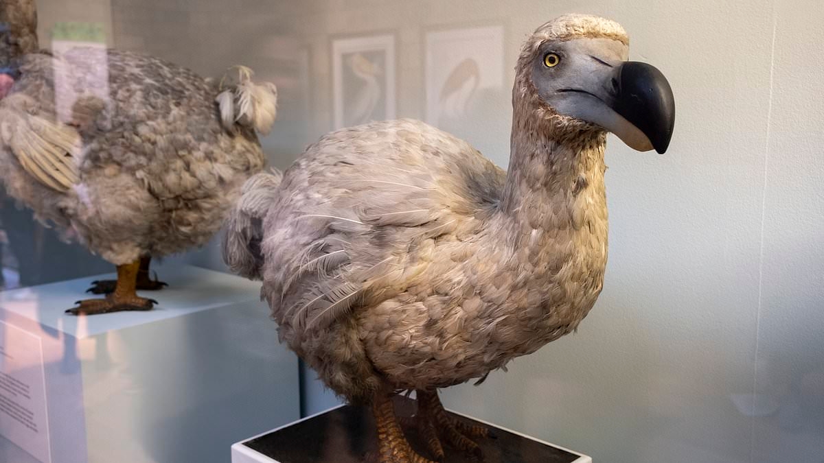 Werden Wissenschaftler den Dodo wiederbeleben? Experten behaupten, sie seien der Rückkehr des flugunfähigen Vogels einen Schritt näher gekommen
