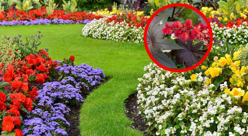 Mais venenoso que cianeto. Não há antídoto. Os poloneses o plantam em seus jardins.