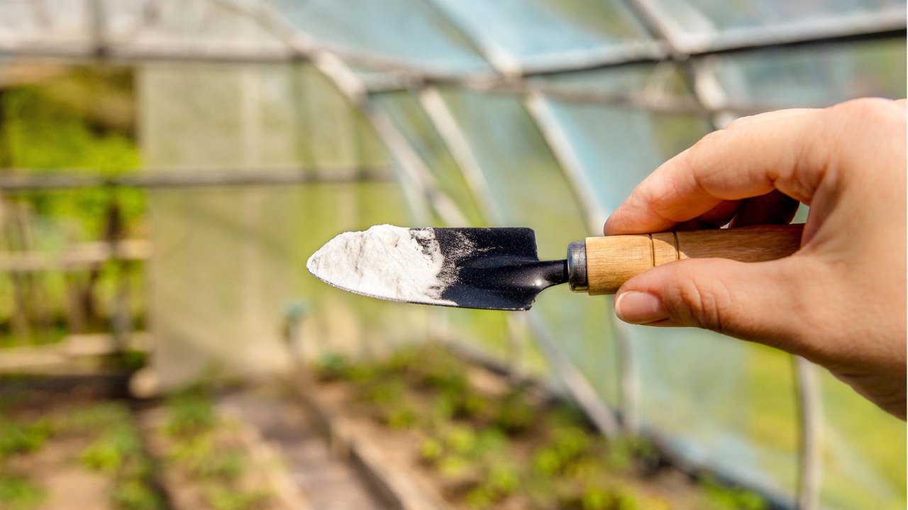 Jardinagem inteligente: como o bicarbonato de sódio se torna uma cura milagrosa no jardim