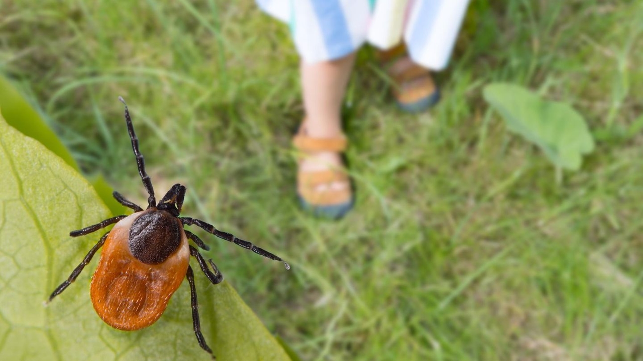 Tick ​​season 2025: 5 simple tips everyone should know now