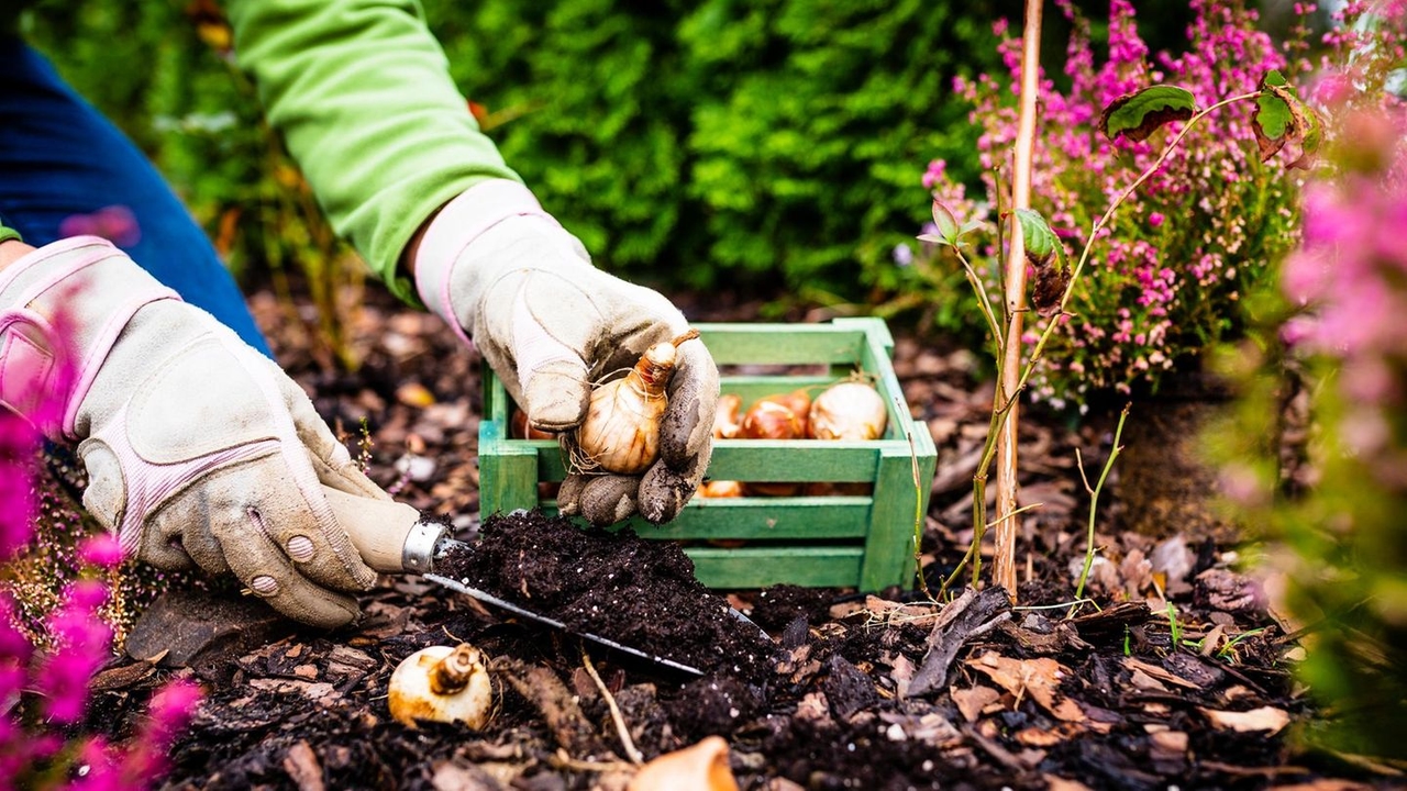 Consiglio per il giardino: con questa pianta il tuo giardino diventerà di nuovo un'attrazione.