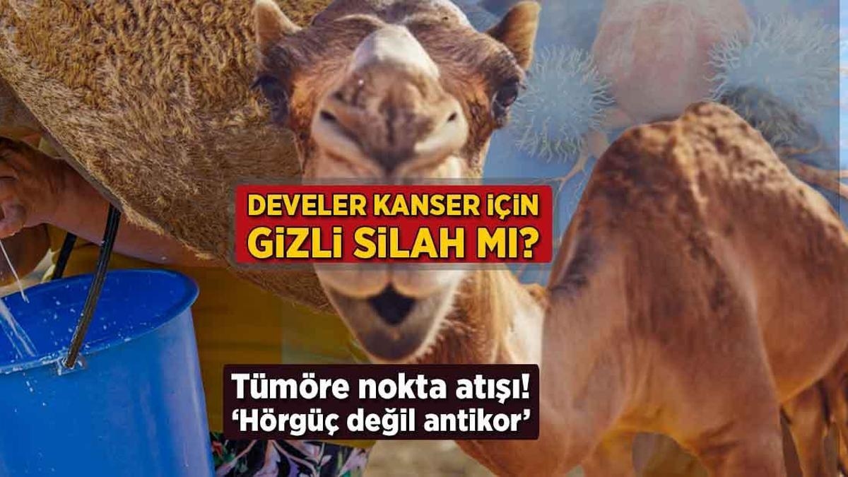 Develer kanser için gizli silah mı? Tümöre nokta atışı: 'Hörgüç değil antikor'