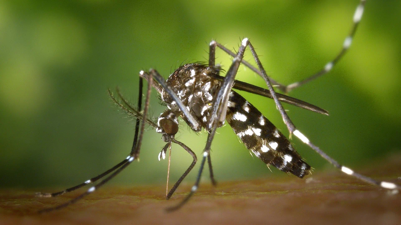 Este pequeño láser con radar es capaz de acabar con los mosquitos de un plumazo: querrás tener uno