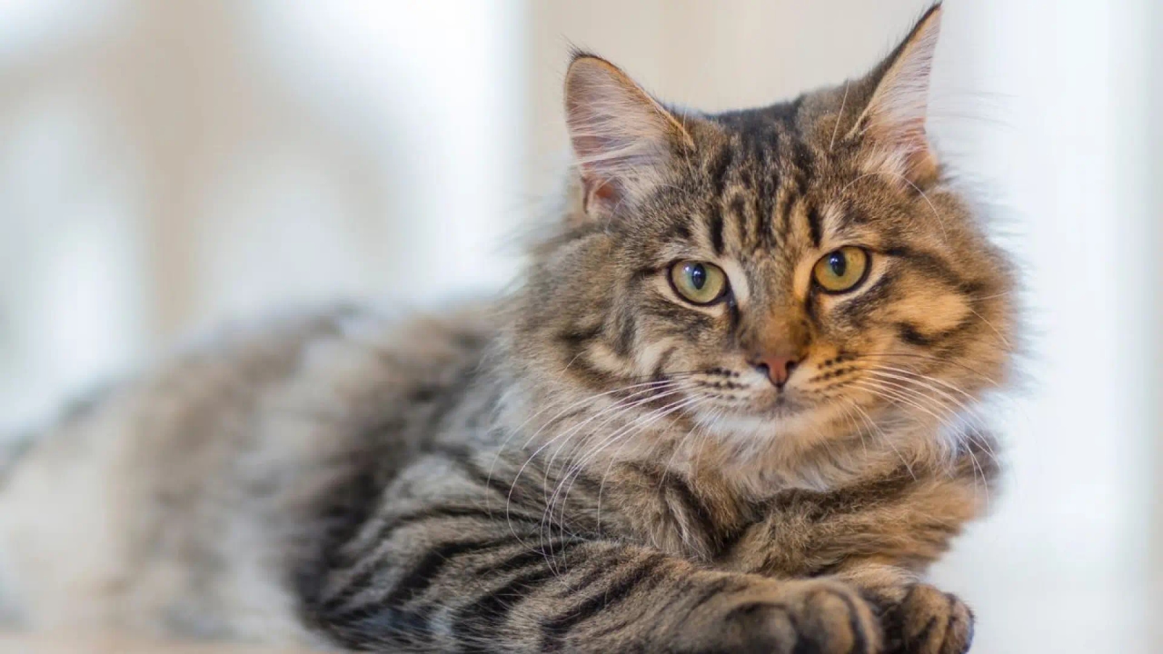 Spaanse wetenschappers maken kattenharten in 3D na om bloedstolsels bij mensen en dieren te voorkomen.
