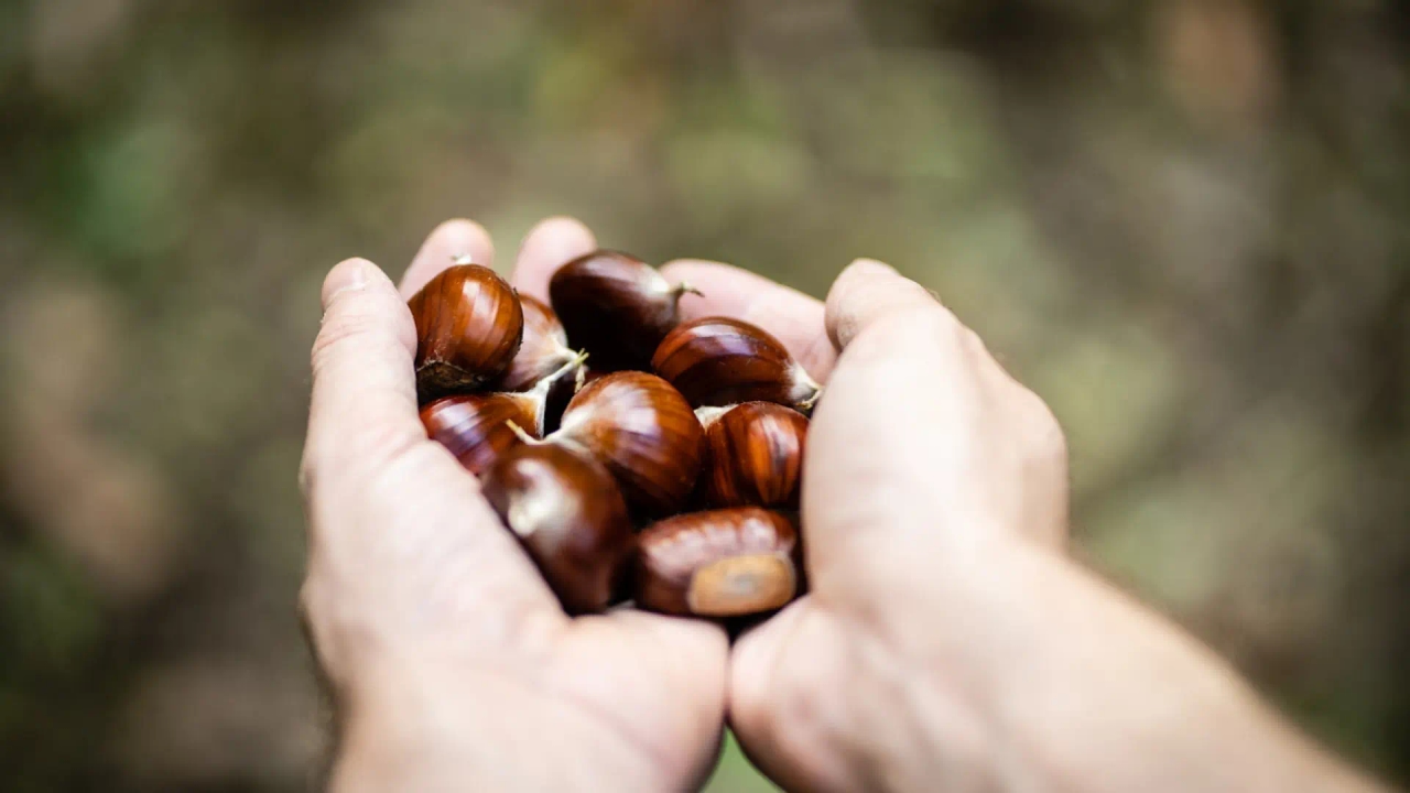 O percurso fácil em Navarra, rodeado por castanheiros centenários e um reservatório que cria imagens de postal.