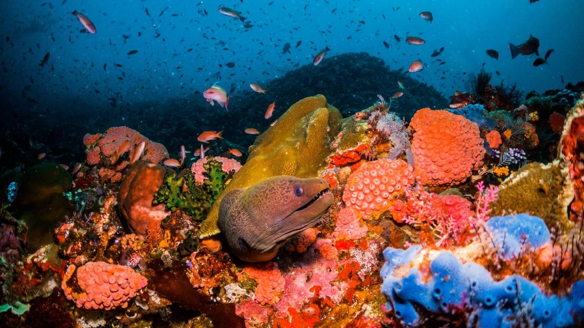 As diferenças na cadeia alimentar entre ecossistemas oceânicos iluminados pelo sol e aqueles nas profundezas do mar, onde a luz não chega.