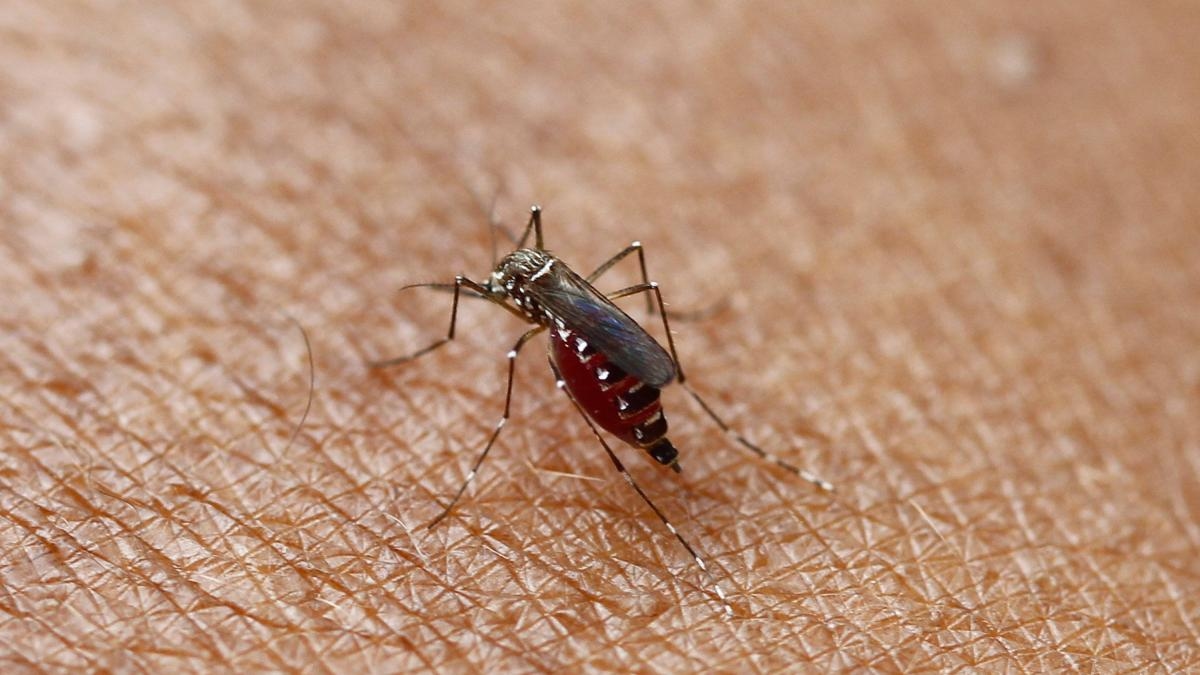 Cientista colombiano descobre vírus "bons" em mosquitos Aedes aegypti que podem impedir que esses insetos transmitam dengue e febre amarela.
