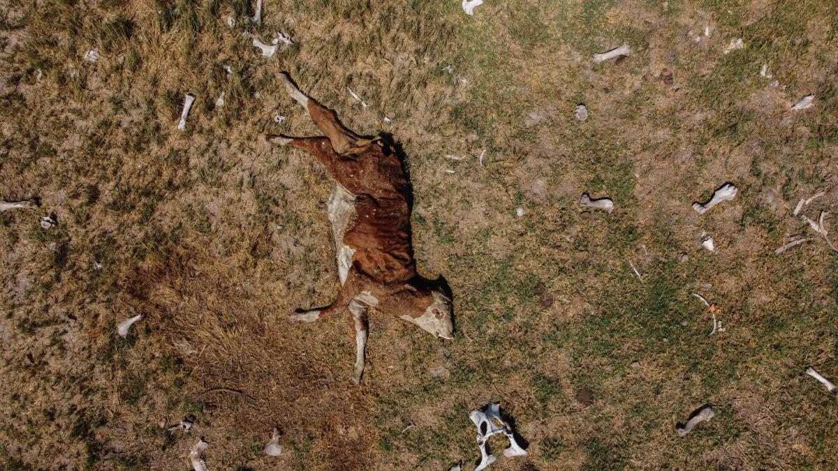 A 'tempestade perfeita': Relatório alerta que seca global remodelará a vida no planeta entre 2023 e 2025