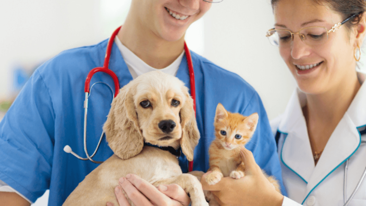 Hai animali domestici? Scopri le nuove regole che regoleranno i dog walker e le cliniche veterinarie.