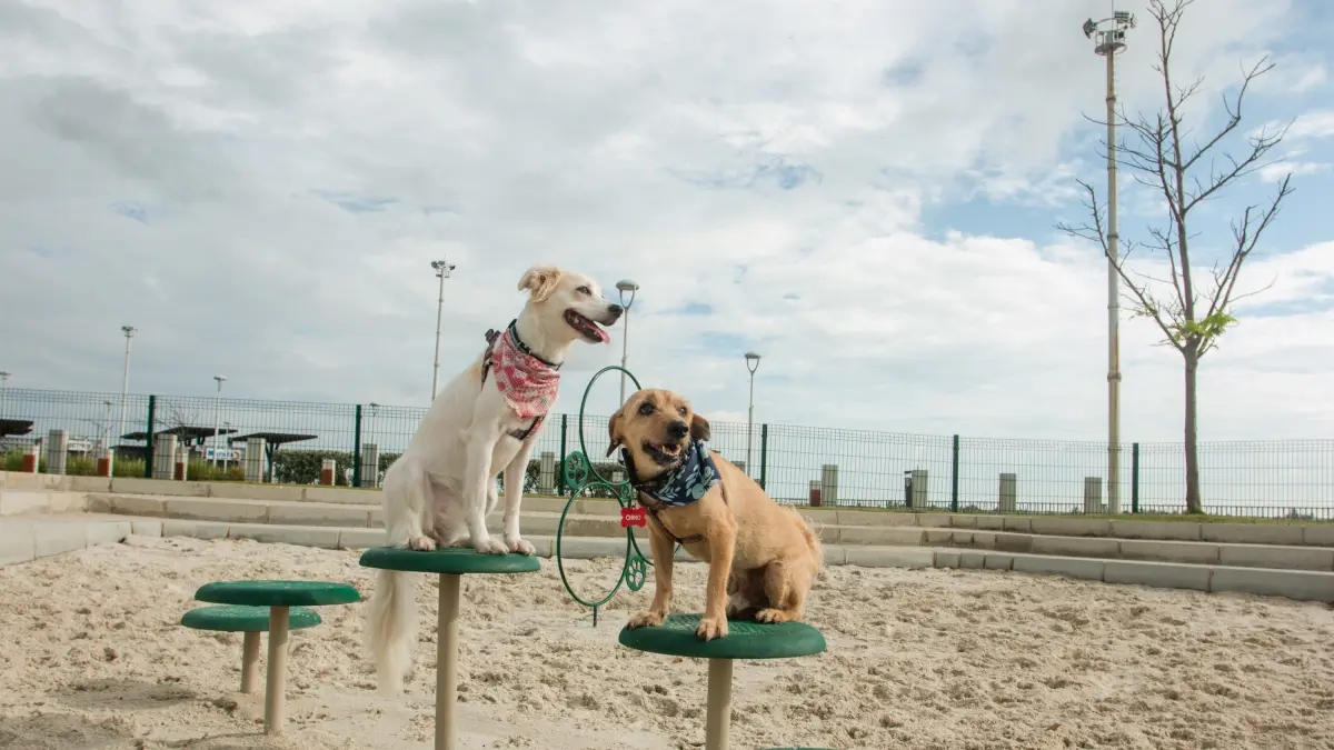 Identificazione degli animali, il nuovo requisito che gli animali domestici dovranno soddisfare in Colombia: impedirà loro di perdersi.