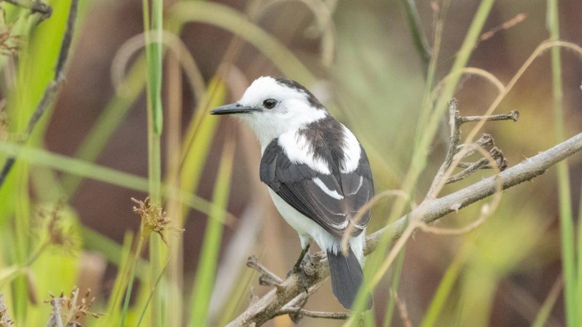 Ecoturismo e observação de aves no Parque Providencia: um santuário natural no coração do Vale do Cauca